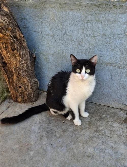 Nora, Mixed Breed (S.P.A.M.A. Safor)