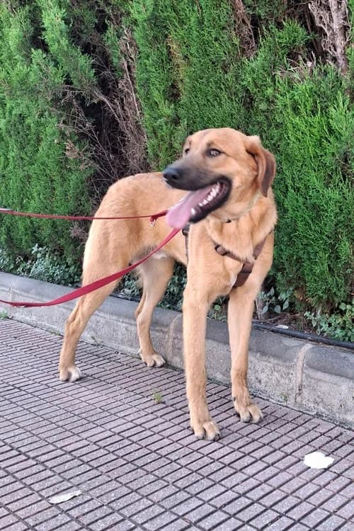 Dobby, Mixed Breed (S.P.A.M.A. Safor)