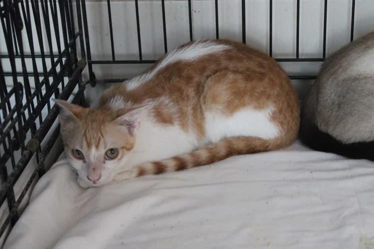 Jimmy, Mixed Breed (S.P.A.M.A. Safor)