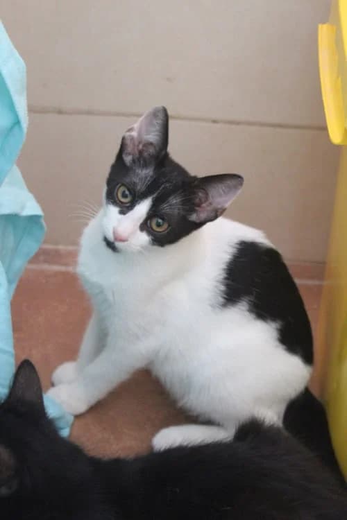 Bello, Mixed Breed (S.P.A.M.A. Safor)
