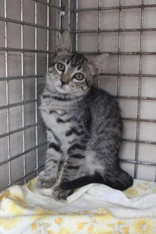 Fresa, Mixed Breed (S.P.A.M.A. Safor)