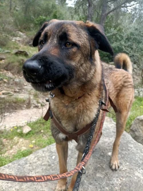 Scorzo, Mixed Breed (S.P.A.M.A. Safor)