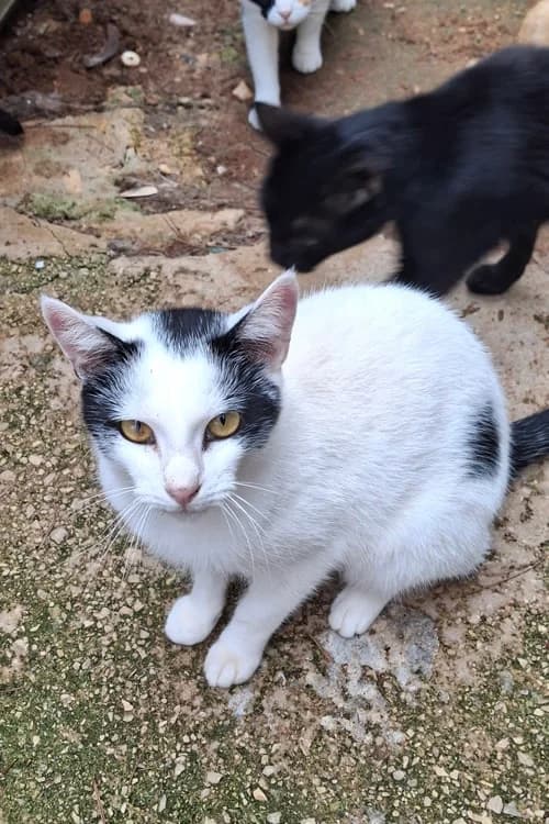 Kel, Mixed Breed (S.P.A.M.A. Safor)