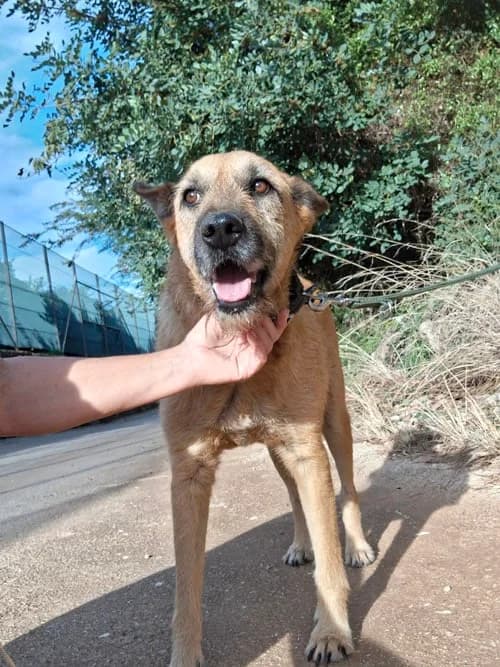 Sam, Mixed Breed (S.P.A.M.A. Safor)