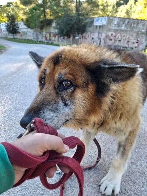 Simon, Mixed Breed (S.P.A.M.A. Safor)