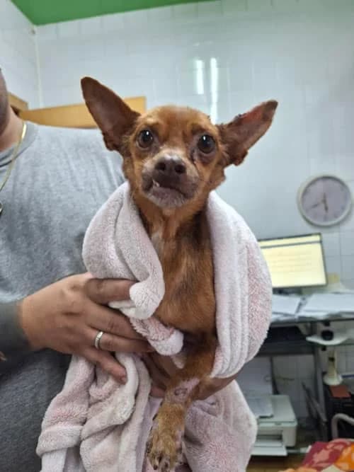 Fips, Mixed Breed (S.P.A.M.A. Safor)