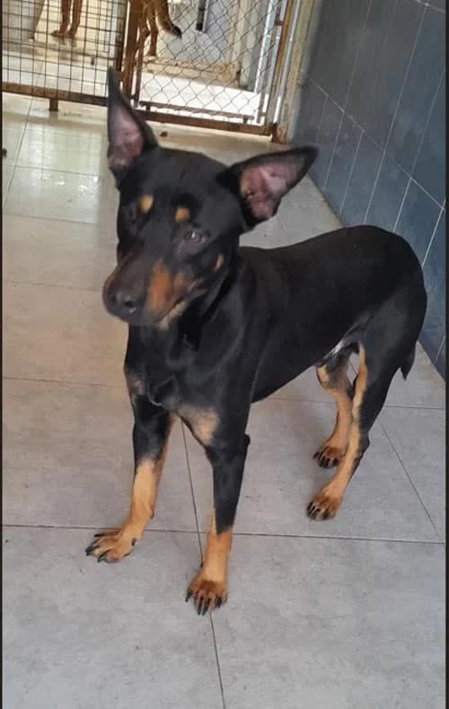 Taco, Mixed Breed (S.P.A.M.A. Safor)