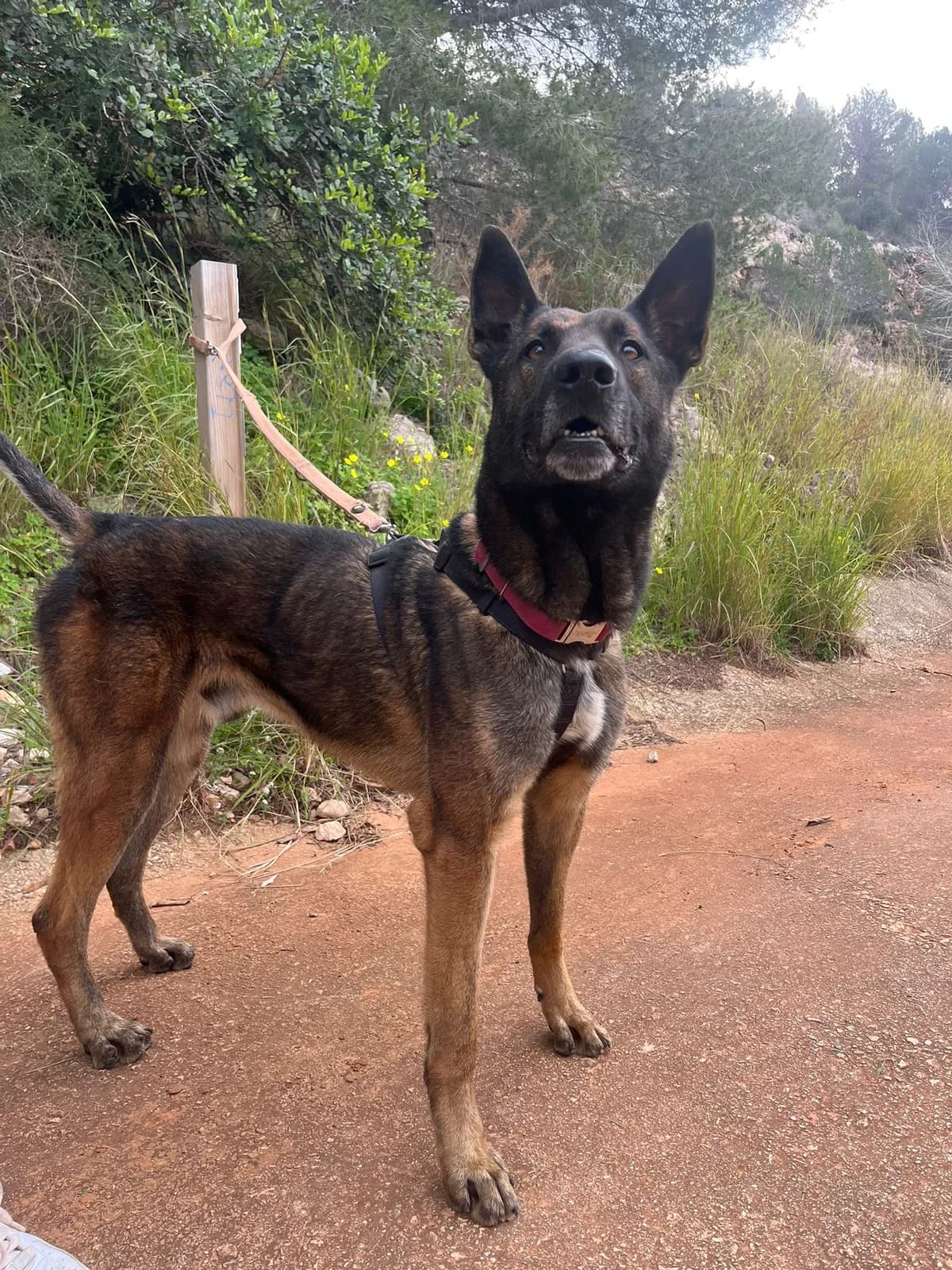 Rocky, Mixed Breed (S.P.A.M.A. Safor)