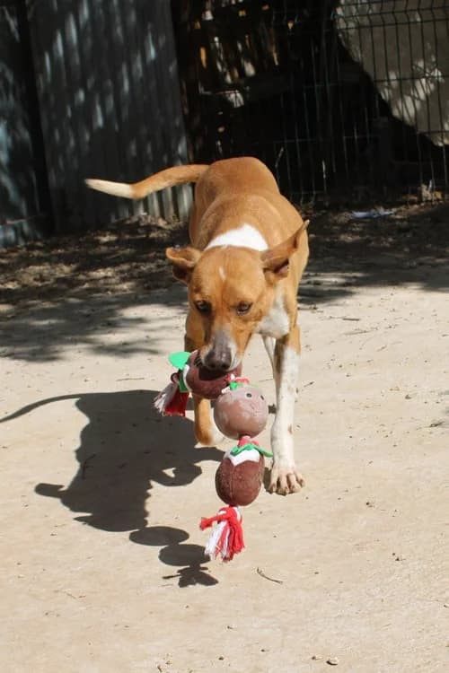 Santos, Mixed Breed (S.P.A.M.A. Safor)