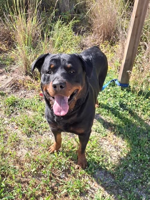 Aguiles, Mixed Breed (S.P.A.M.A. Safor)