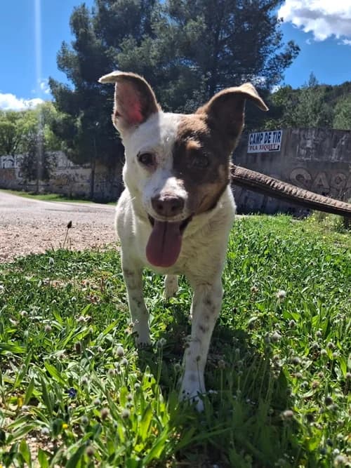 Tara, Mixed Breed (S.P.A.M.A. Safor)