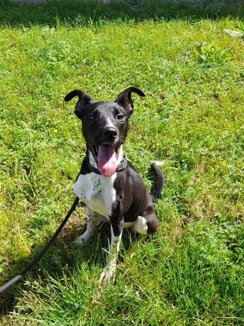 Mila, Mixed Breed (S.P.A.M.A. Safor)