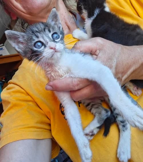 Nori, Mixed Breed (S.P.A.M.A. Safor)