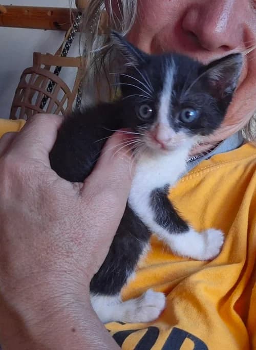 Miso, Mixed Breed (S.P.A.M.A. Safor)