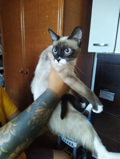Elisabeth,  Mixed Breed for adoption at S.P.A.M.A. Safor