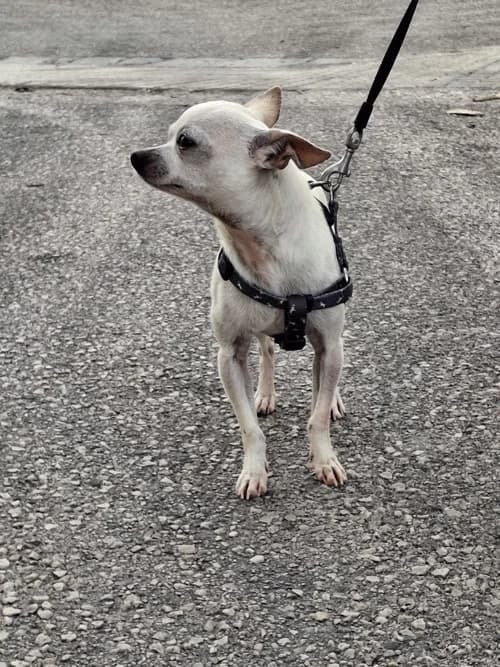 Paco,  Mixed Breed for adoption at S.P.A.M.A. Safor