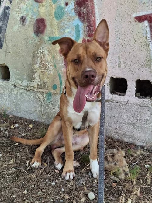 Bruno necesita familia responsable,  Mixed Breed for adoption at S.P.A.M.A. Safor