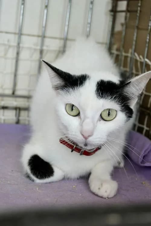 Lele,  Mixed Breed for adoption at S.P.A.M.A. Safor