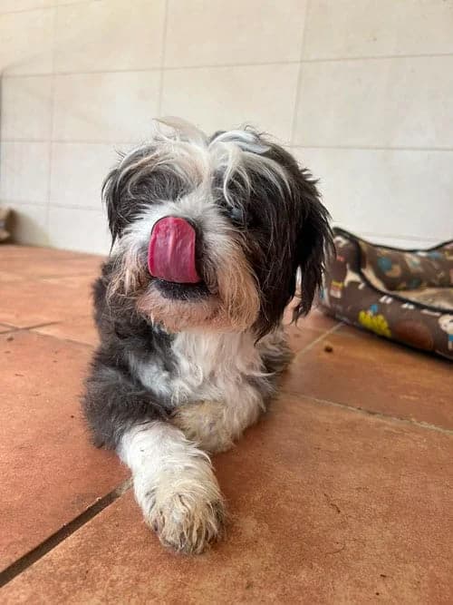 Lolo,  Mixed Breed for adoption at S.P.A.M.A. Safor