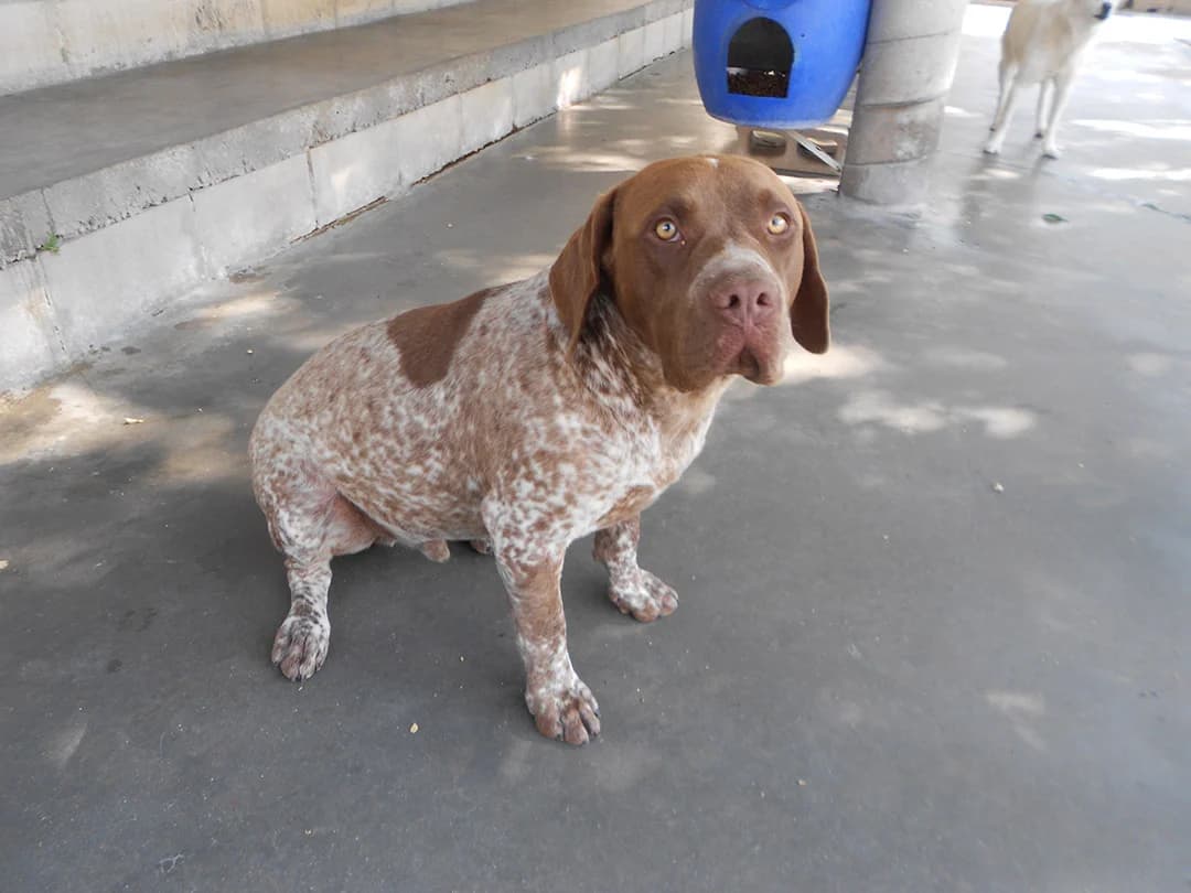 Zeus, male 5yo European Shorthair for adoption at SPAP Madrid, Madrid