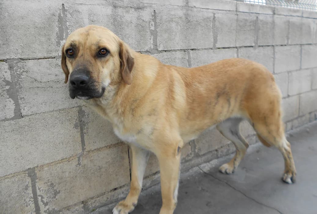 Zeus, male 5yo European Shorthair for adoption at SPAP Madrid, Madrid