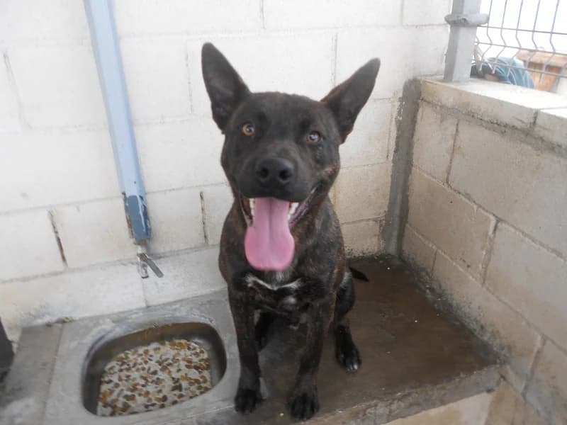 Bety, female 7yo European Shorthair for adoption at SPAP Madrid, Madrid