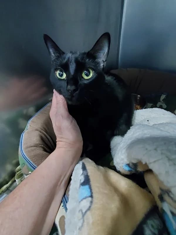 Bichita Y Mantequillo, female young European Shorthair for adoption at SPAP Madrid, Madrid