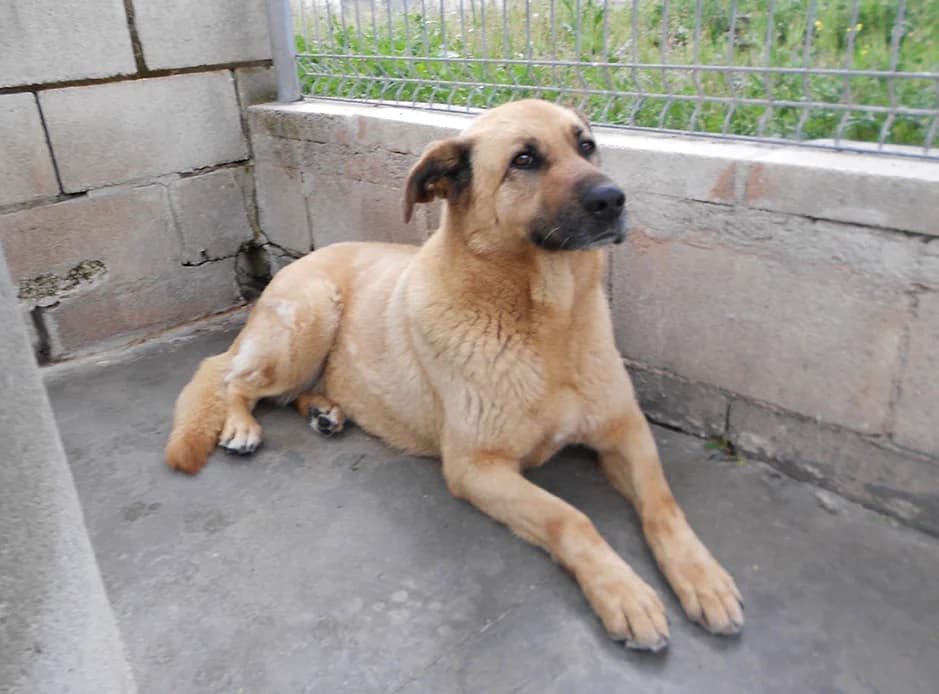 Baldur, male 3yo European Shorthair for adoption at SPAP Madrid, Madrid