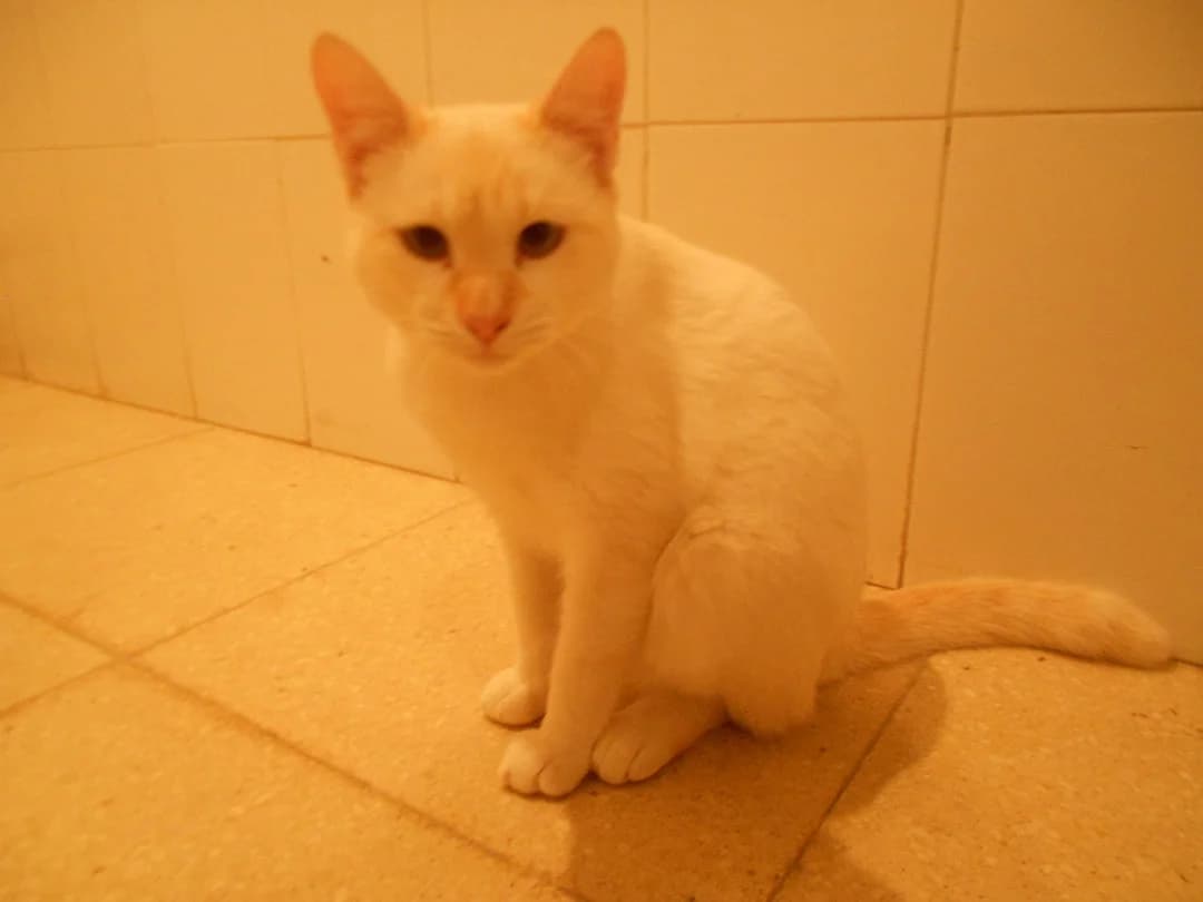 Paquito, male young European Shorthair for adoption at SPAP Madrid, Madrid