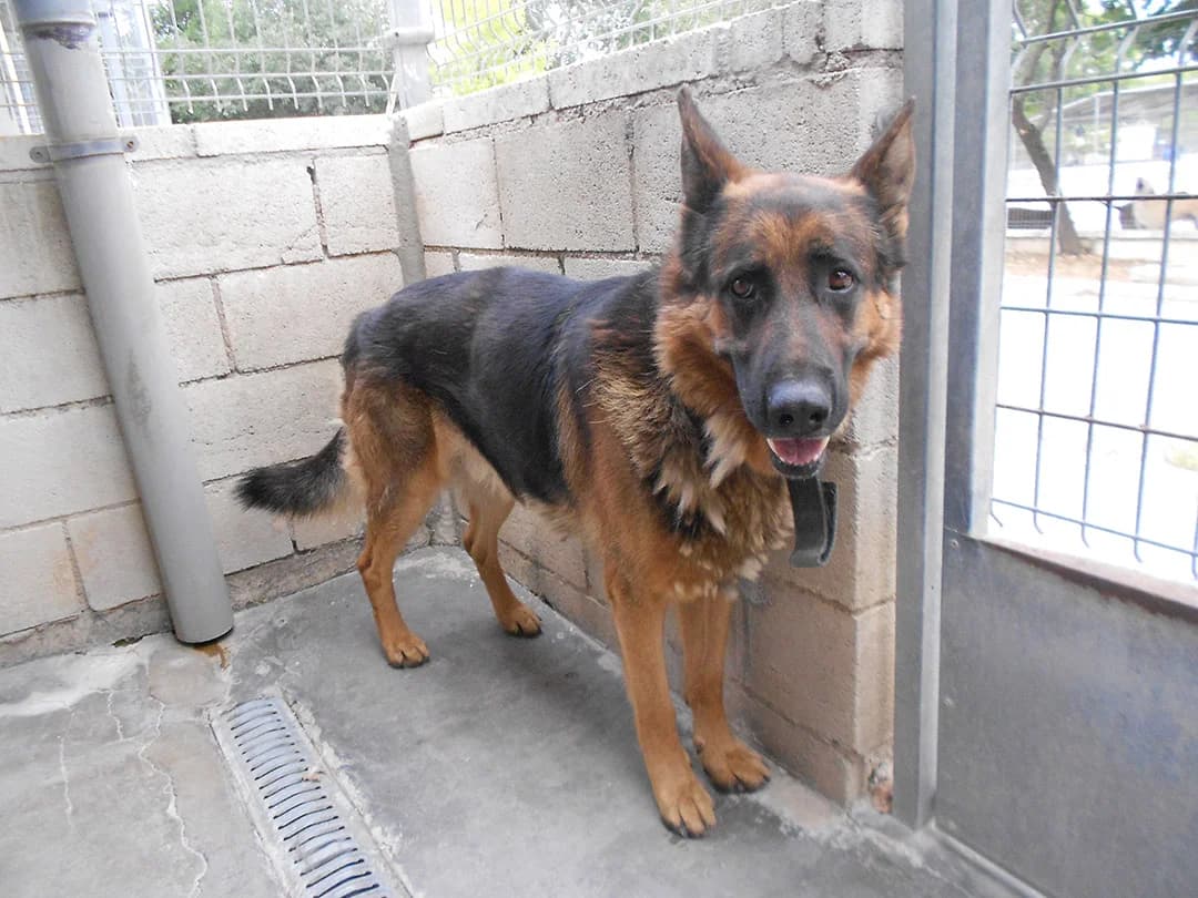 Zeus, male 5yo European Shorthair for adoption at SPAP Madrid, Madrid
