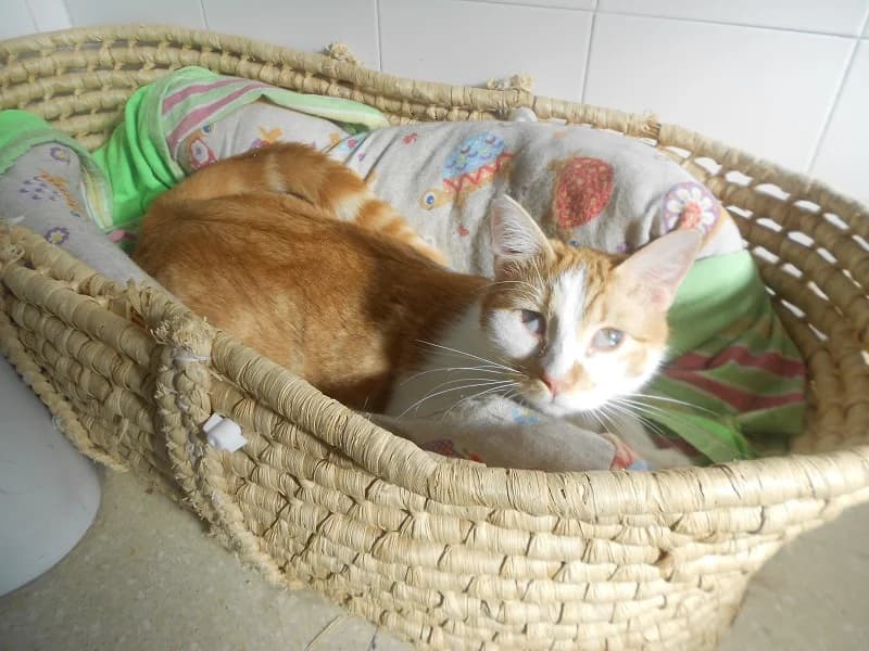 Cooper, male young European Shorthair for adoption at SPAP Madrid, Madrid