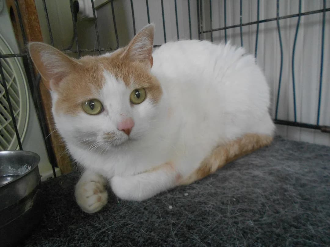Flow, female young European Shorthair for adoption at SPAP Madrid, Madrid