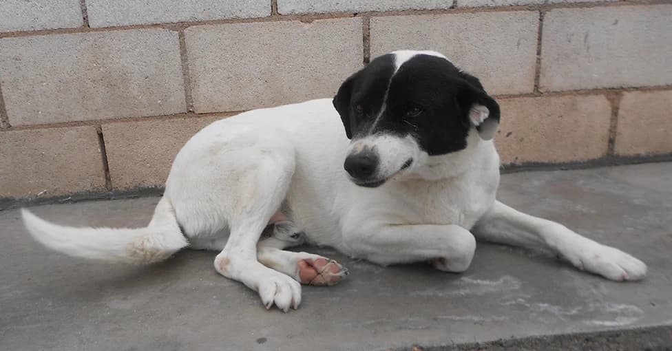 Bety, female 7yo European Shorthair for adoption at SPAP Madrid, Madrid
