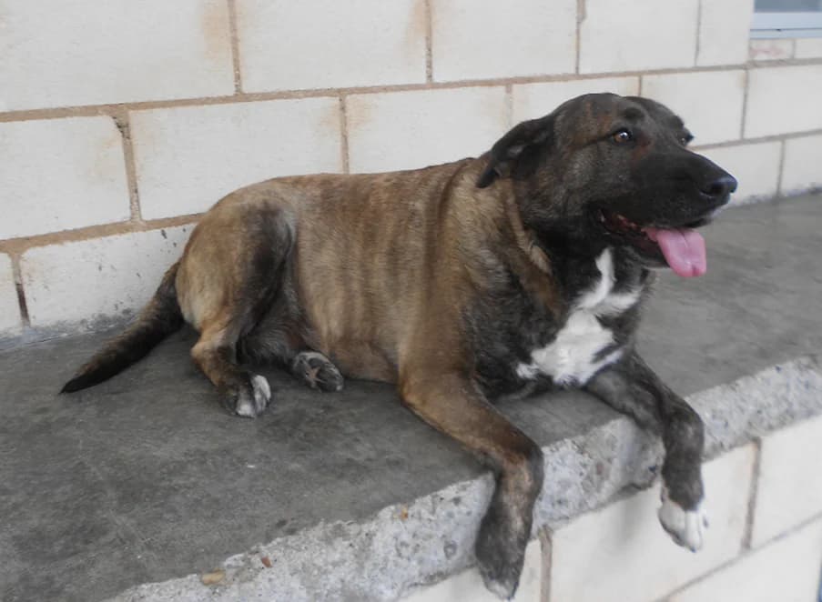 Zeus, male 5yo European Shorthair for adoption at SPAP Madrid, Madrid