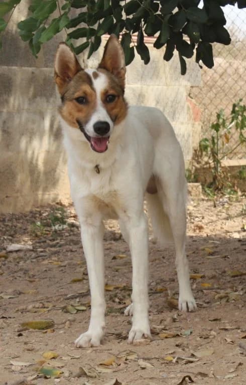 FOXY, male Mixed Breed for adoption at Protectora San Antonio Abad