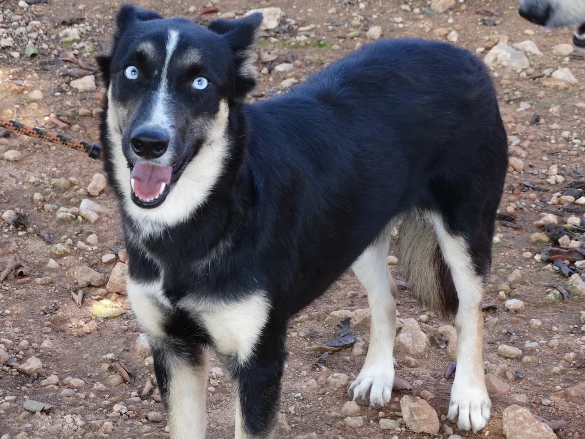 FARU, female Mixed Breed for adoption at Protectora San Antonio Abad