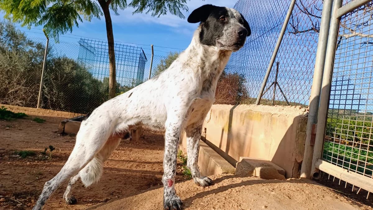 SHELDON 2, male Mixed Breed for adoption at Protectora San Antonio Abad