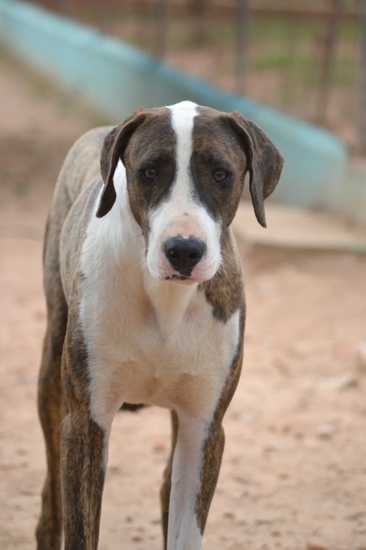 BOSCO, male Mixed Breed for adoption at Protectora San Antonio Abad