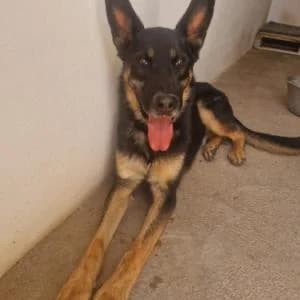 Rex, male Mixed Breed for adoption at SVPAP Valencia, Valencia