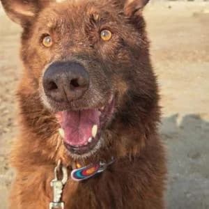 Delay, male Mixed Breed for adoption at SVPAP Valencia, Valencia