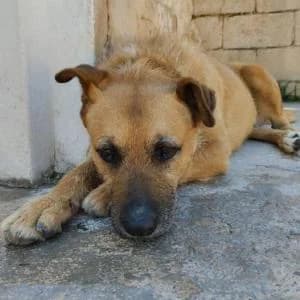 Freija, female Mixed Breed for adoption at SVPAP Valencia, Valencia