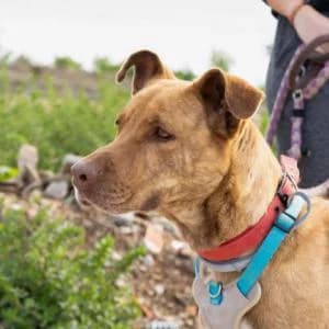 Swina, female Mixed Breed for adoption at SVPAP Valencia, Valencia