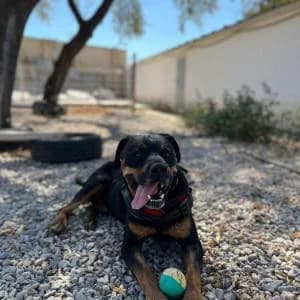Pegaso, male Mixed Breed for adoption at SVPAP Valencia, Valencia