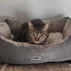 Stevia, female Mixed Breed for adoption at SVPAP Valencia, Valencia