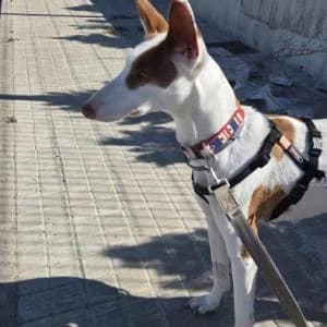 Amapola, female Mixed Breed for adoption at SVPAP Valencia, Valencia
