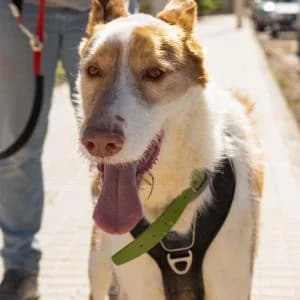 Jafar, male Mixed Breed for adoption at SVPAP Valencia, Valencia