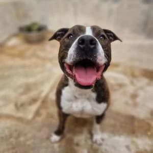 Caronte, male Mixed Breed for adoption at SVPAP Valencia, Valencia