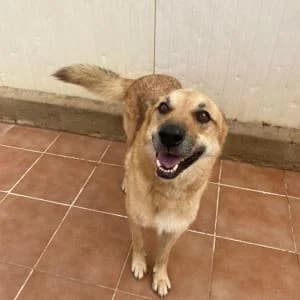 Cholo, male Mixed Breed for adoption at SVPAP Valencia, Valencia