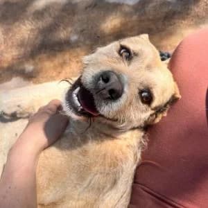 Rocky, male Mixed Breed for adoption at SVPAP Valencia, Valencia