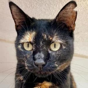 Ojitos, female Mixed Breed for adoption at SVPAP Valencia, Valencia